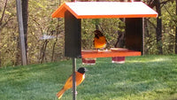 Poly Oriole Double Bird Feeder, Nectar, Jelly and Orange Feeder